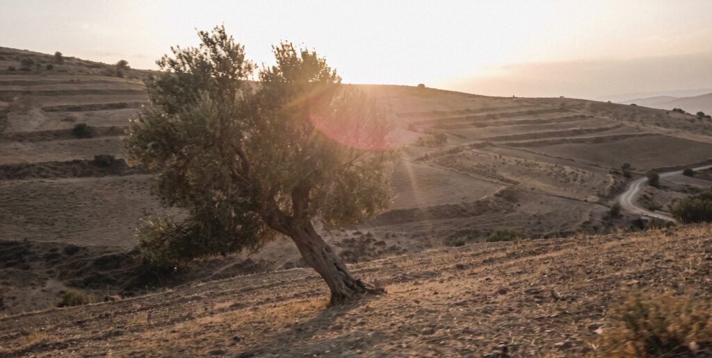 Olijfboom in het Rifgebergte bij Nador