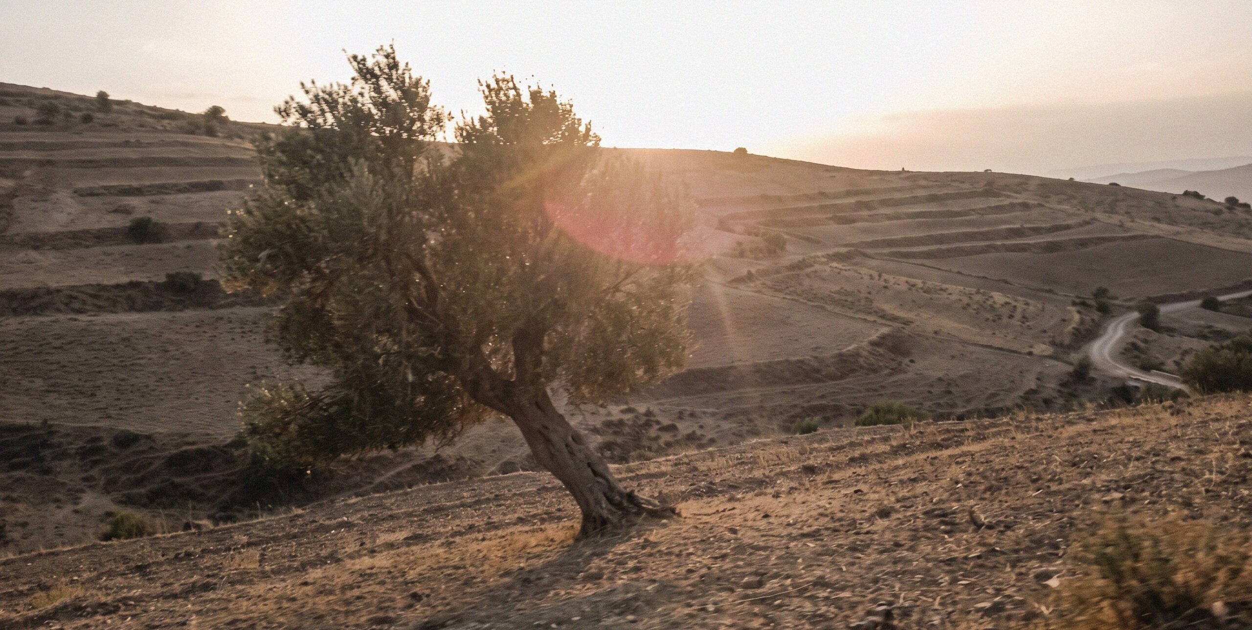 Oude olijfboom in het Rifgebergte bij Nador, Marokko, symbool voor de boomplant-actie van Stichting Hijja Ikdimen