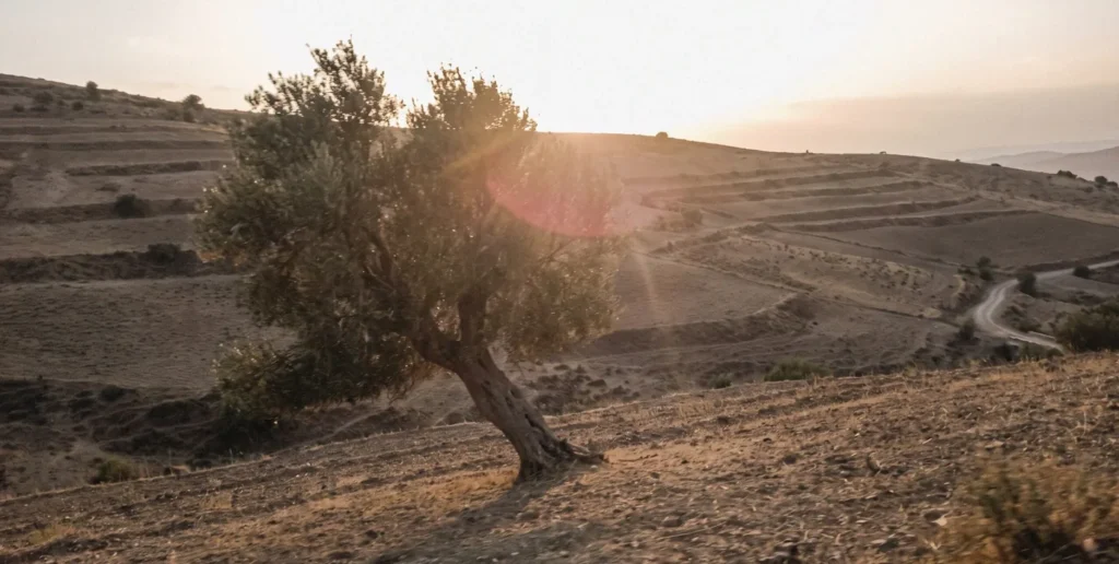Oude olijfboom in het Rifgebergte bij Nador, Marokko, symbool voor de boomplant-actie van Stichting Hijja Ikdimen